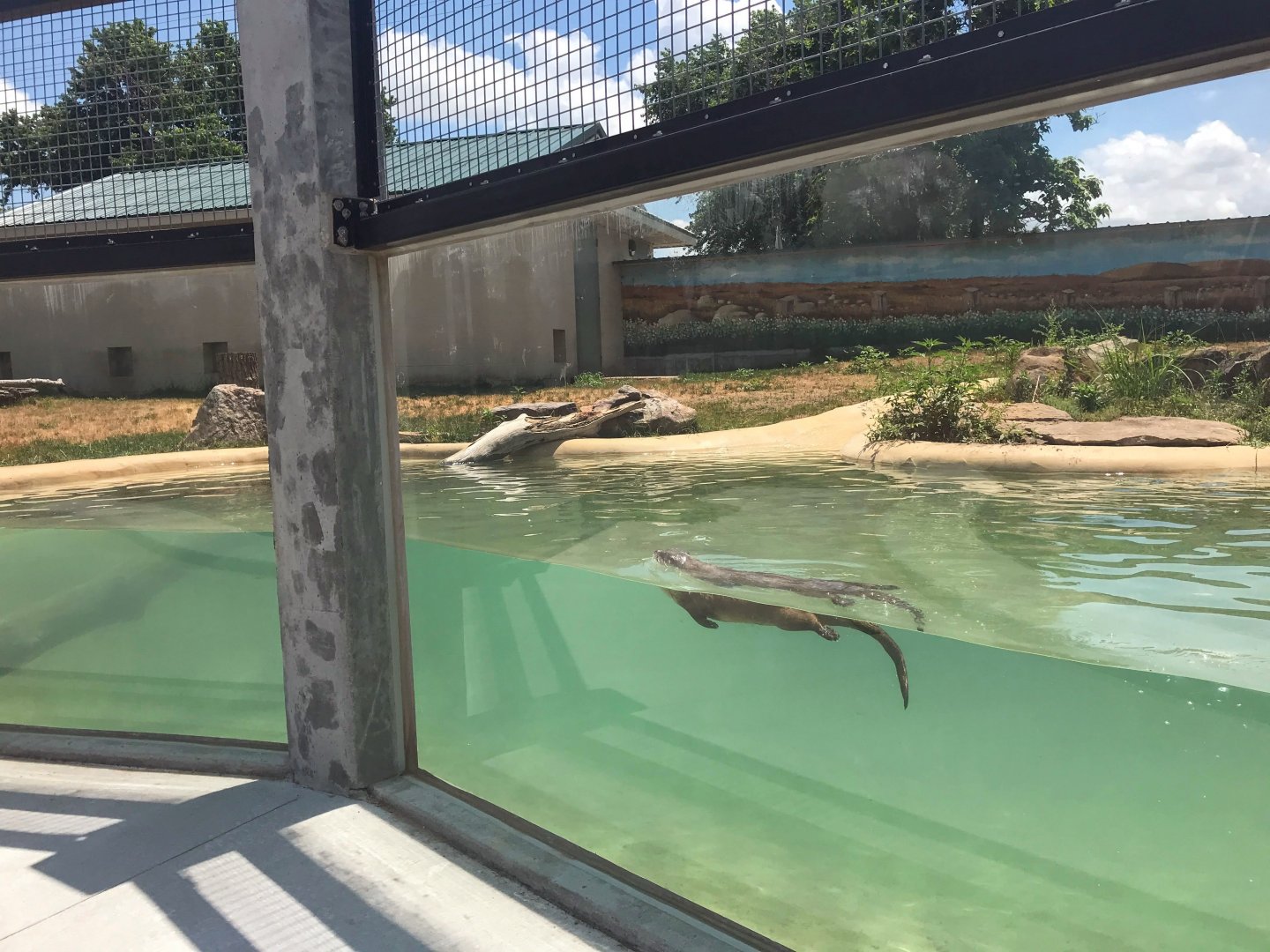 New River Otter Exhibit