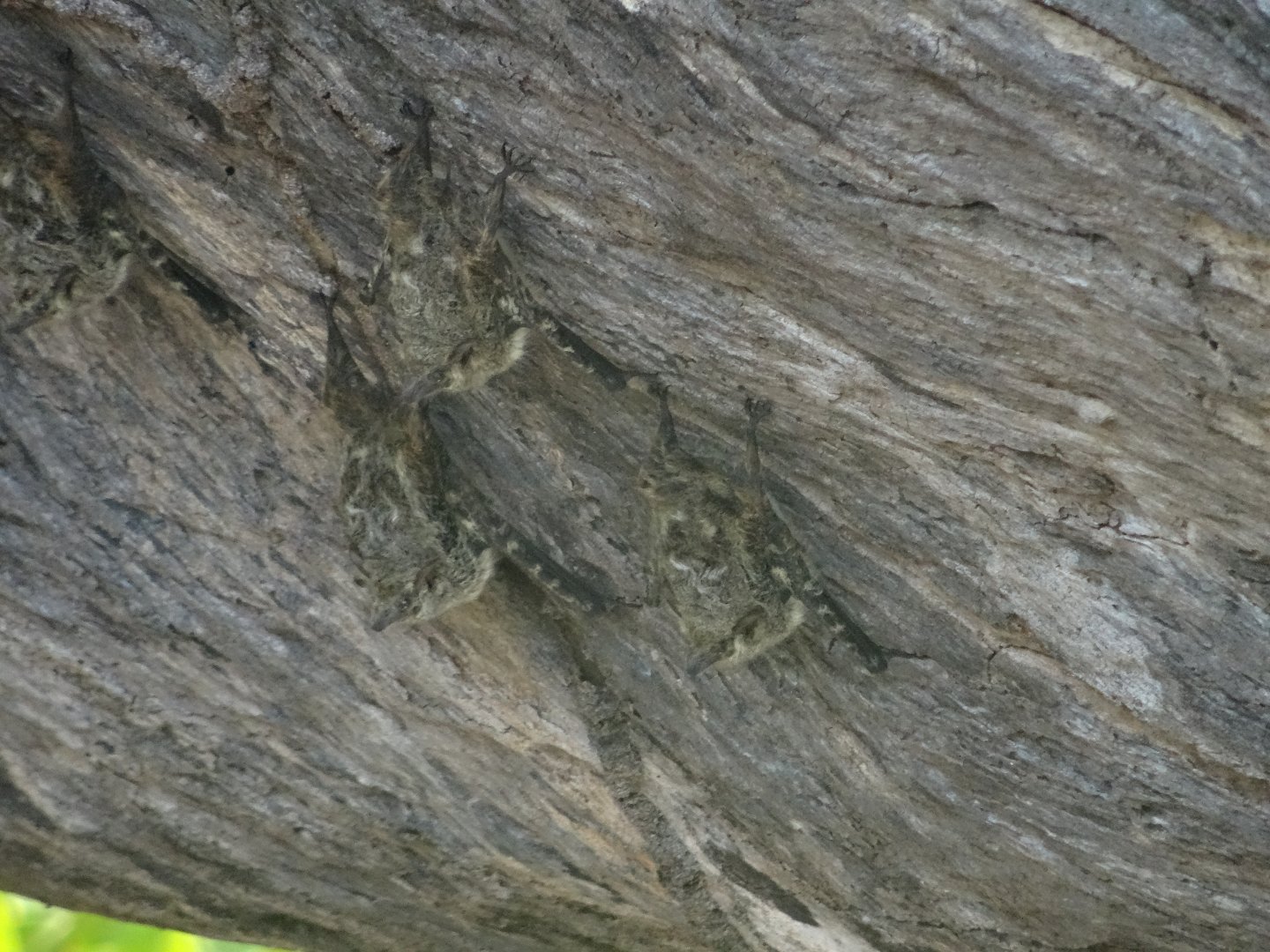 New River- Proboscis Bats