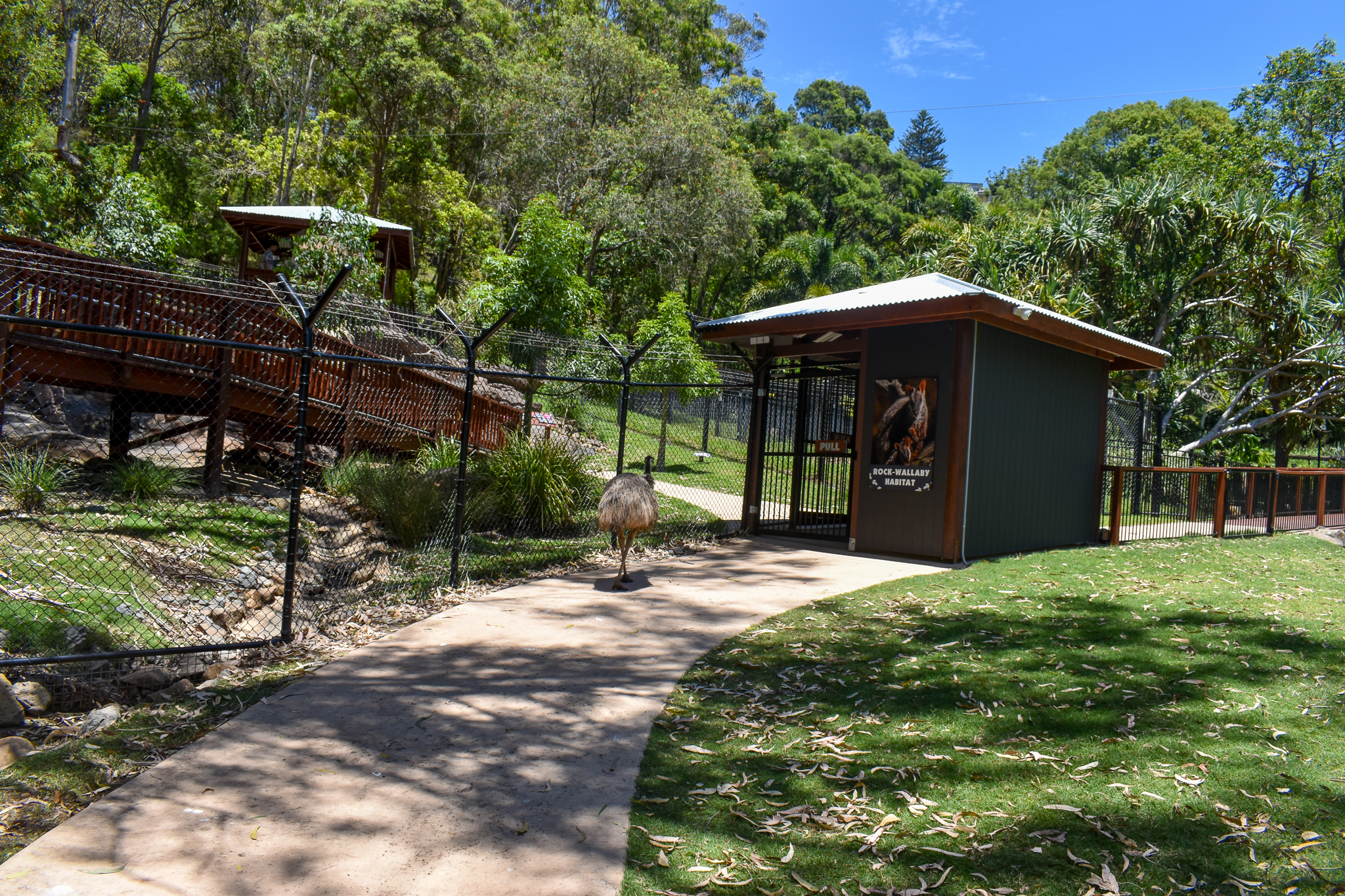 New Rock-Wallaby Walkthrough Enclosure