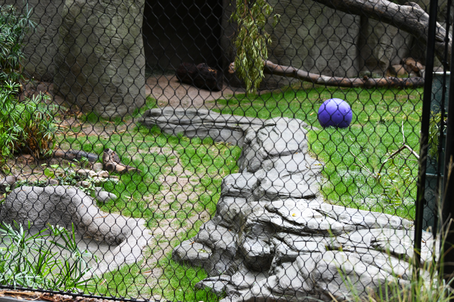 new rockwork in jaguar exhibit