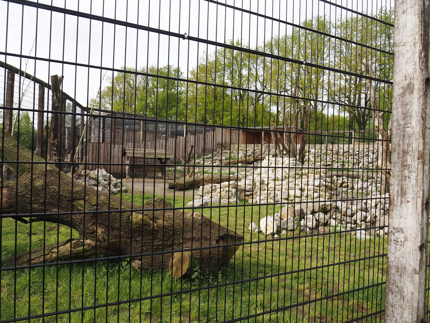 New Rocky Mountain goat exhibit, 2024-04-14