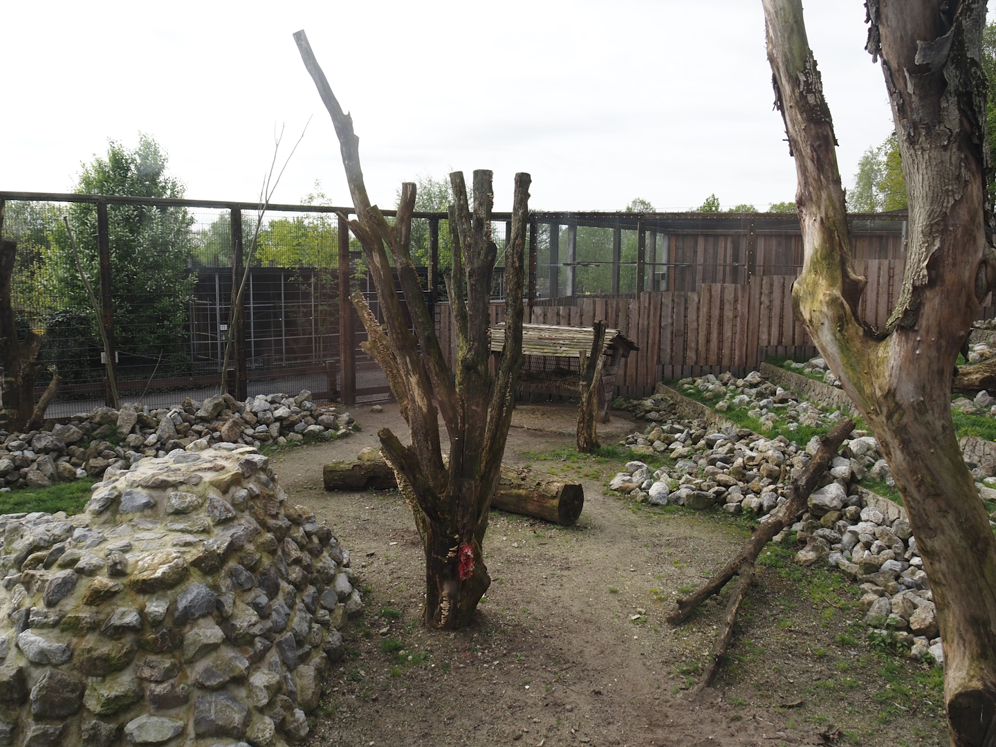New Rocky Mountain goat exhibit, 2024-04-14