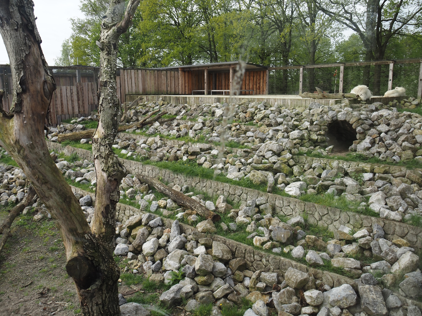 New Rocky Mountain goat exhibit, 2024-04-14