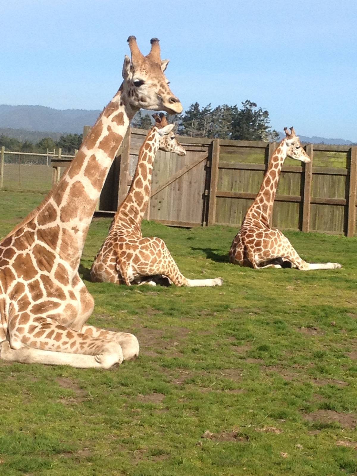 New Rothschilds Giraffe at B Bryan Preserve