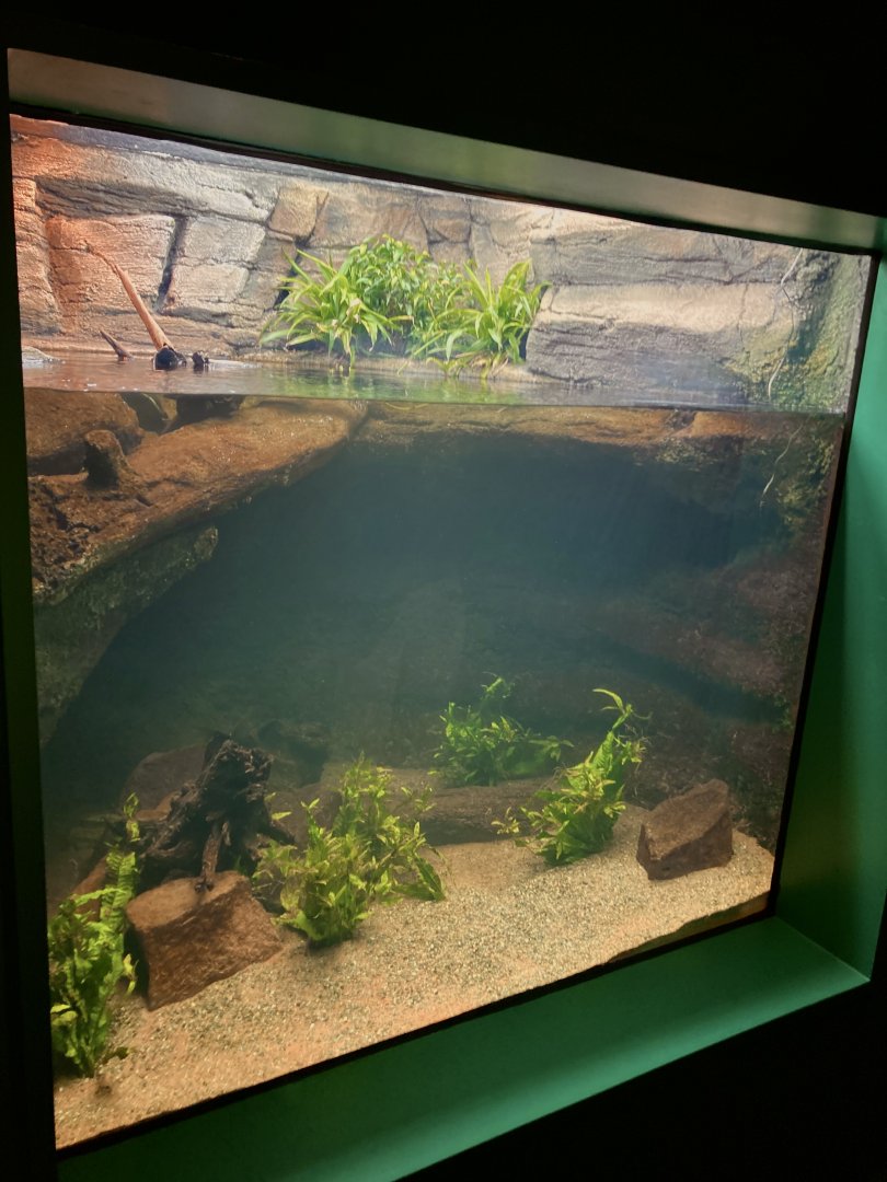 New Roti island Snake necked turtle exhibit