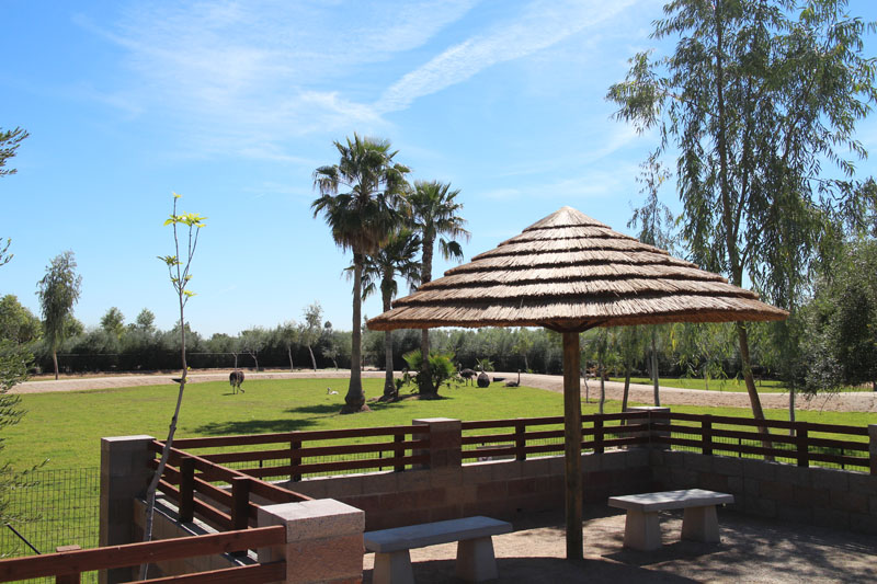 new safari expansion