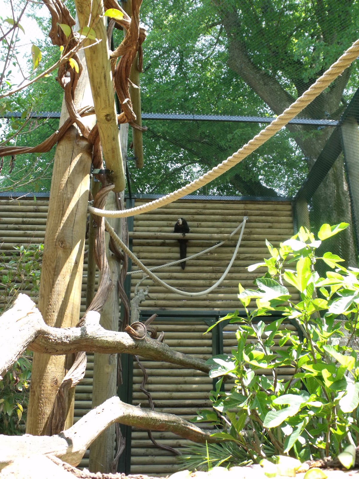 new saki and squirrel monkey exhibit