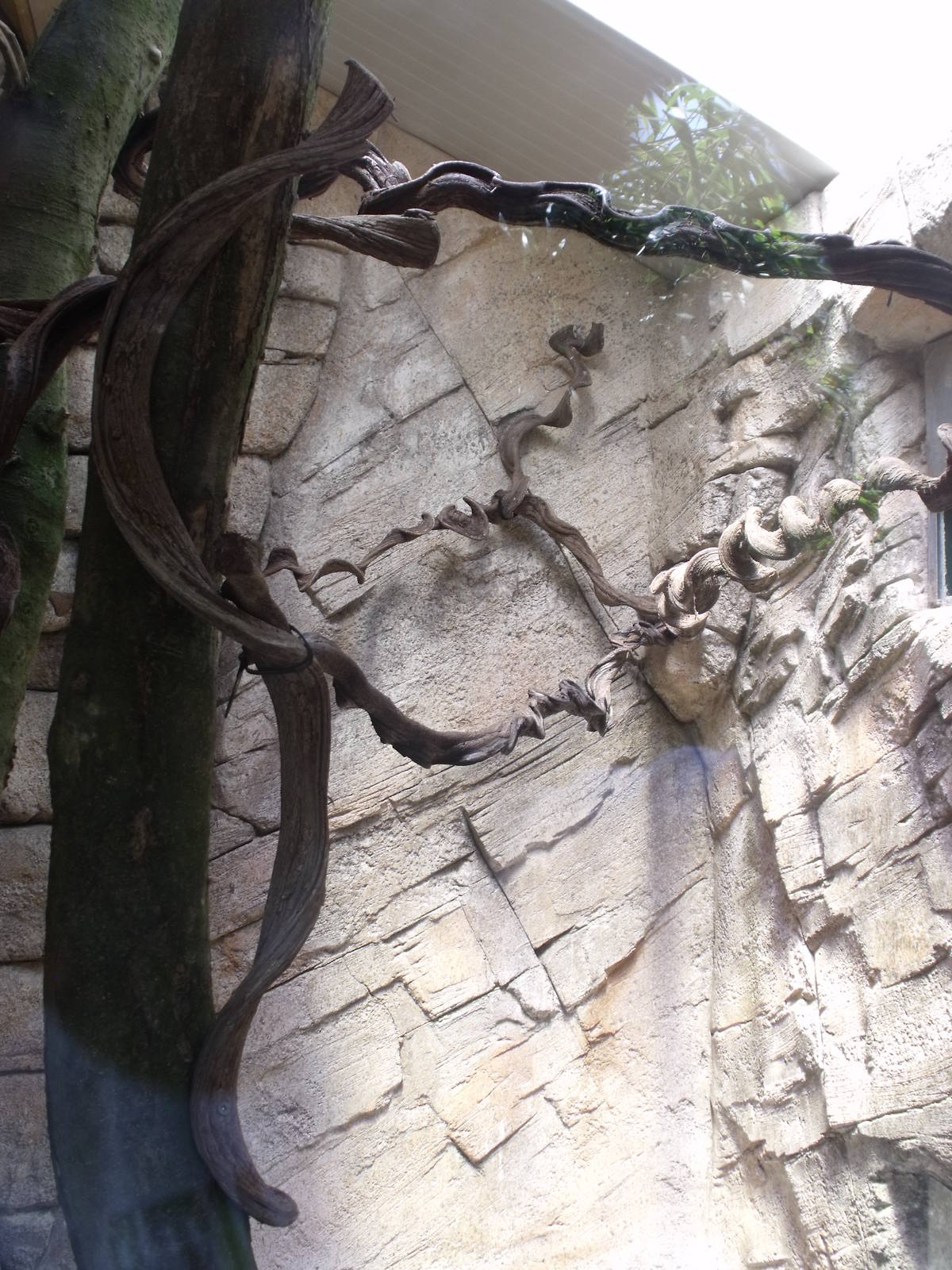 new saki and squirrel monkey exhibit