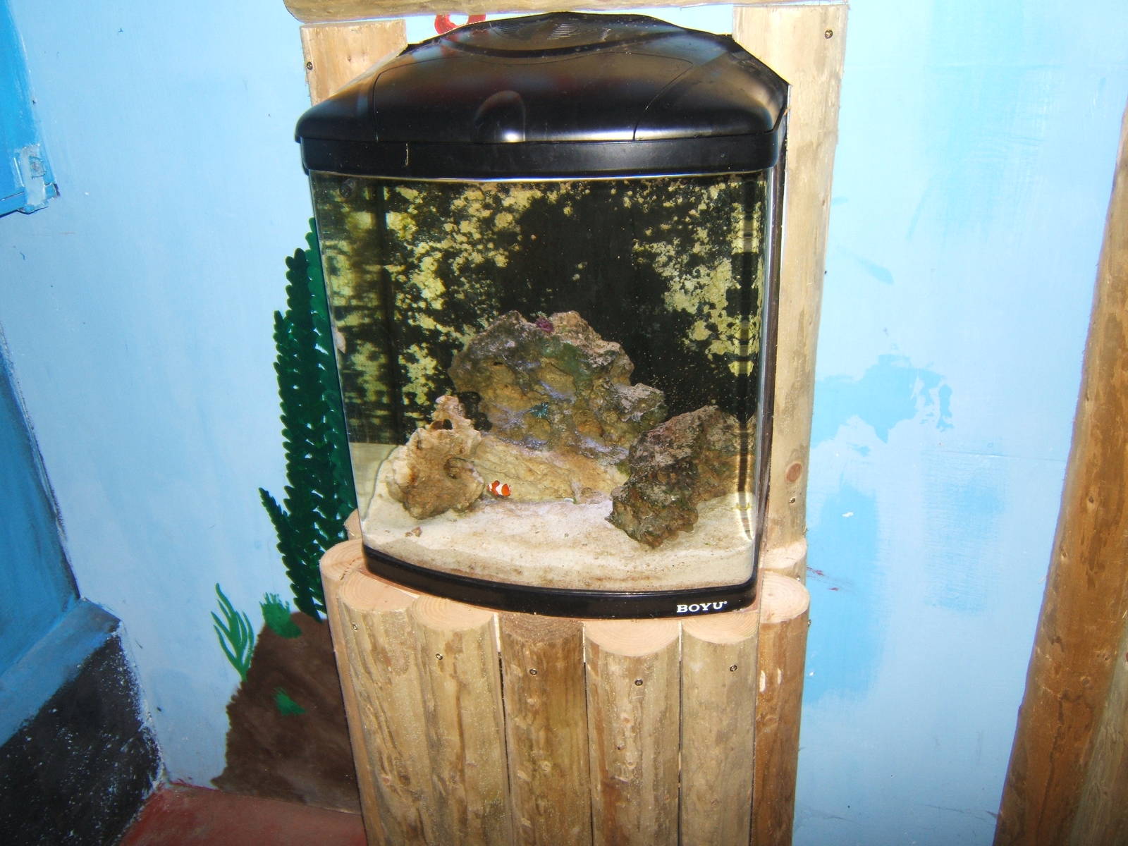 New Salt Water Tank