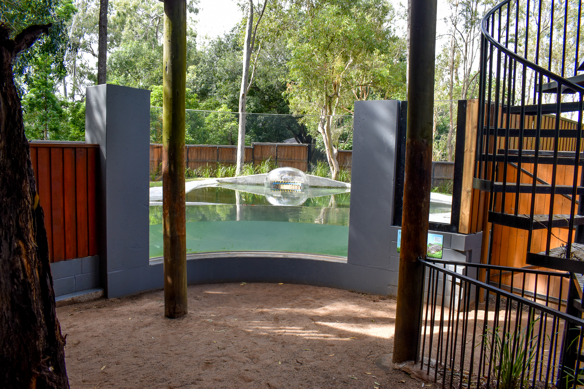 New Saltwater Crocodile Enclosure