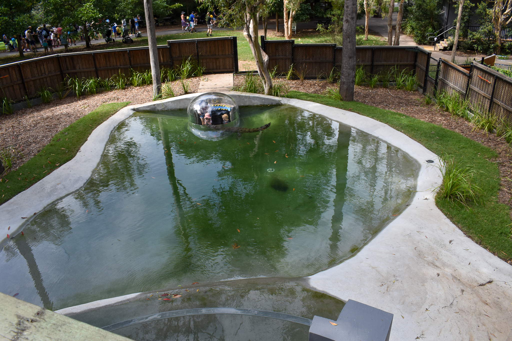 New Saltwater Crocodile Enclosure