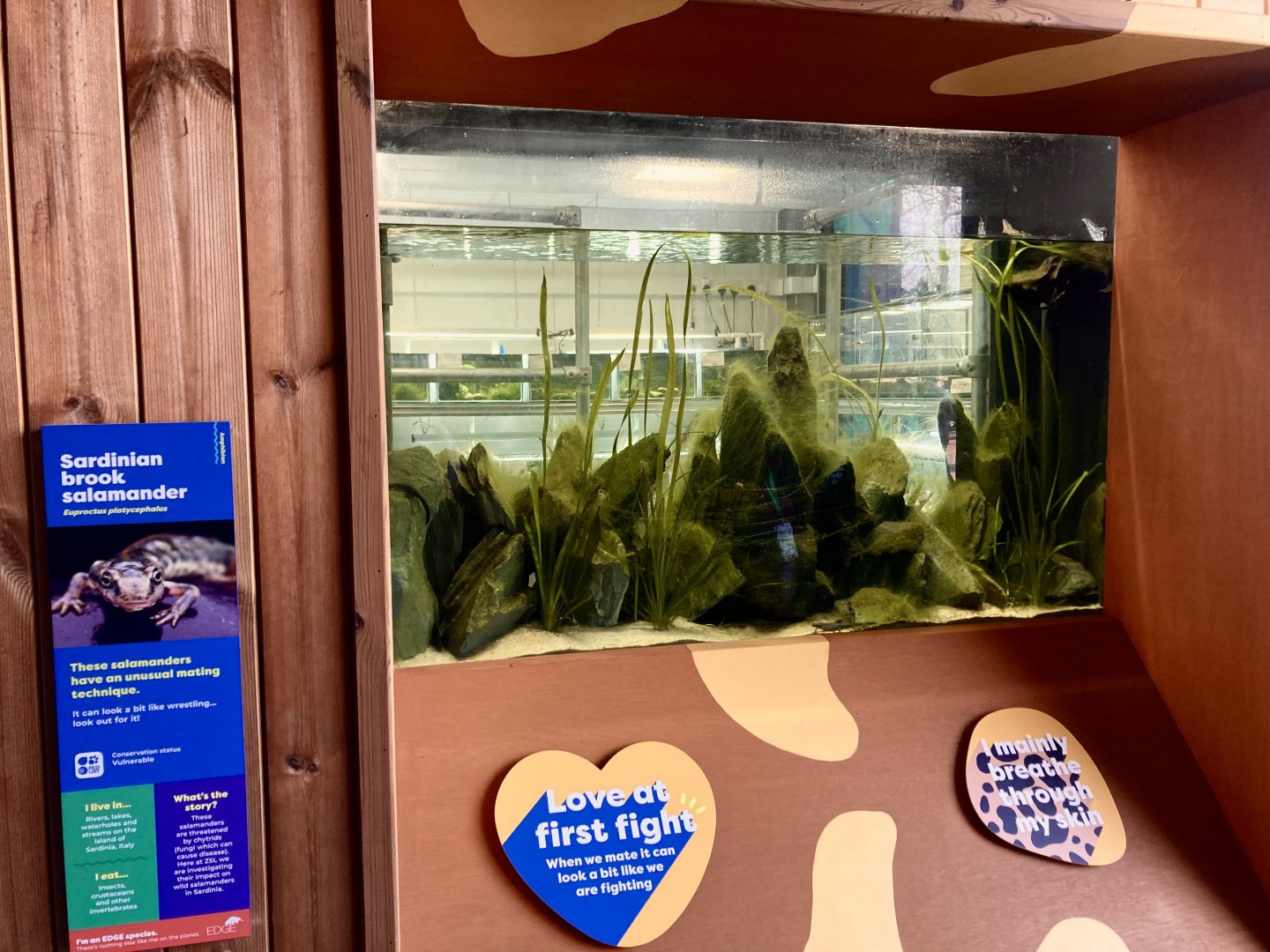 New Sardinian brook salamander exhibit