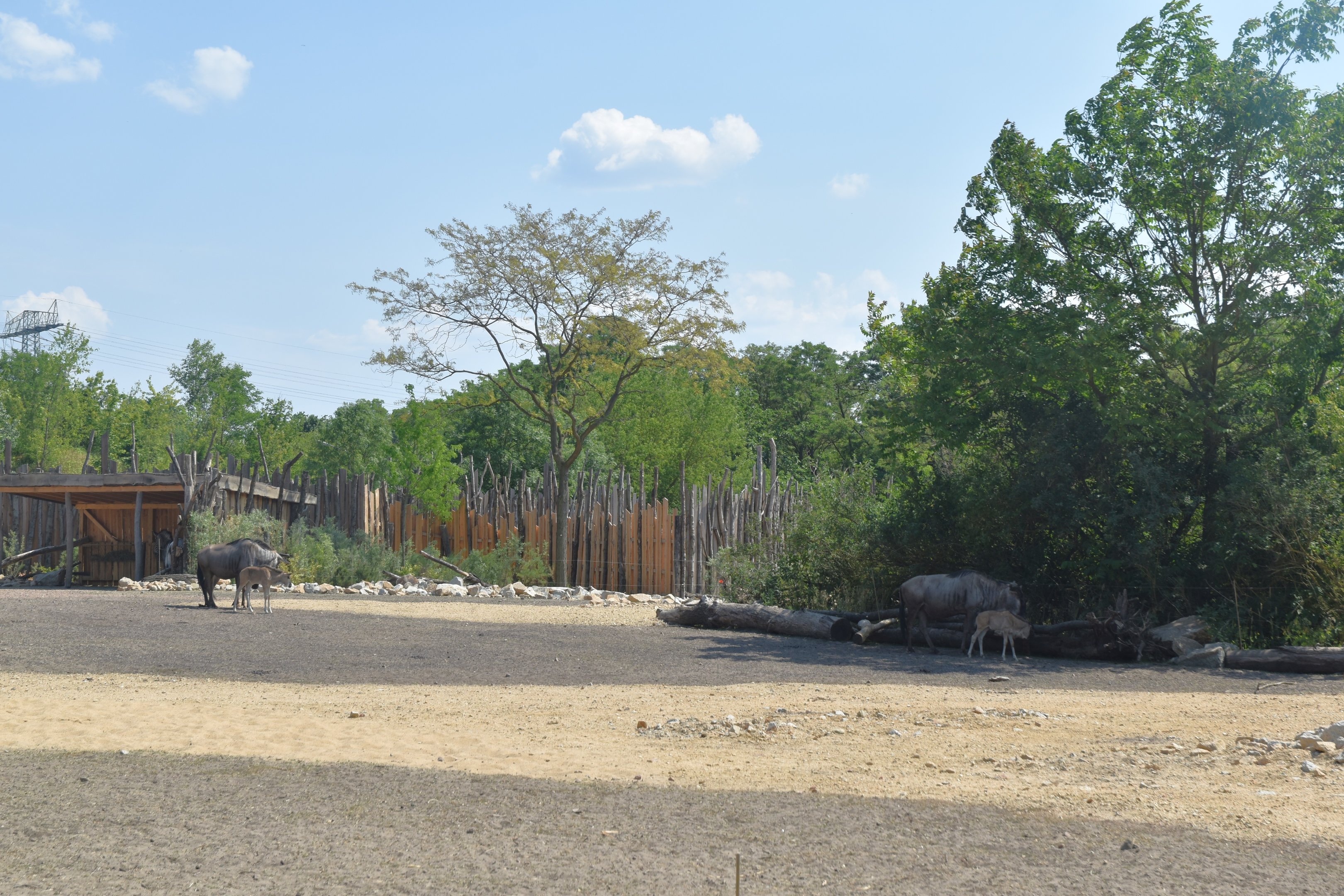 New Savannah Paddock at Tierpark Berlin, 9th June 2023