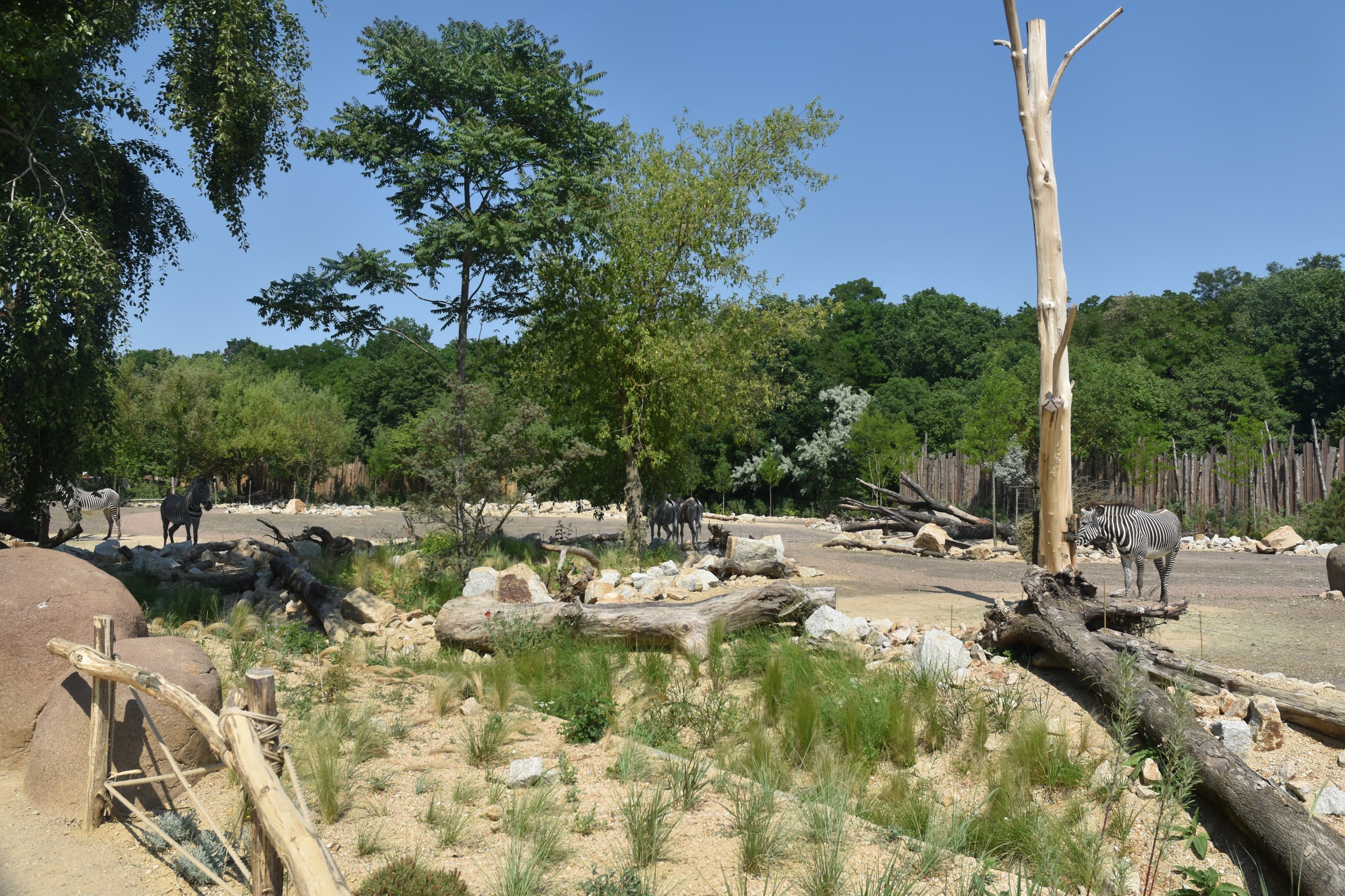 New Savannah Paddock at Tierpark Berlin, 9th June 2023