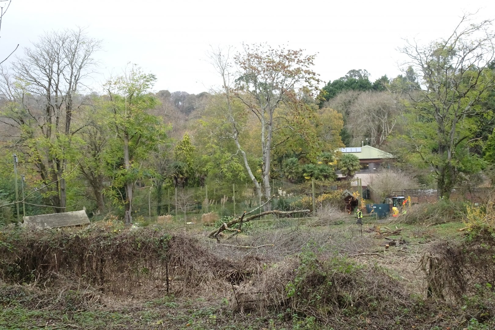 New Savannah preparation, November 2017