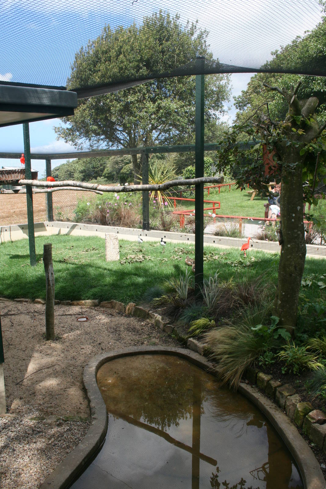 New Scarlet Ibis Enclosure