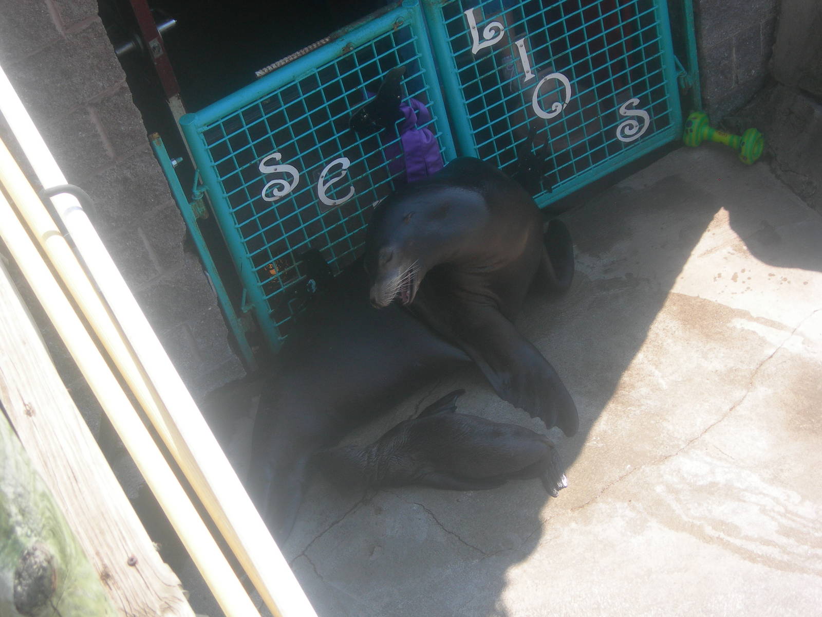 New sea lion pup with mom
