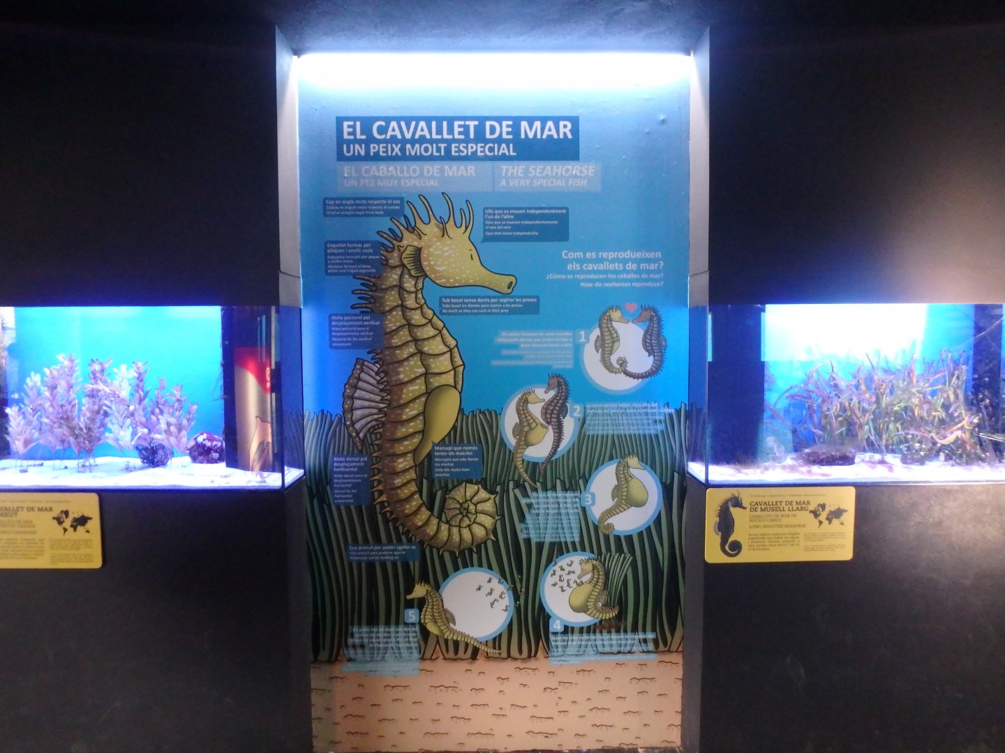 New seahorse enclosures