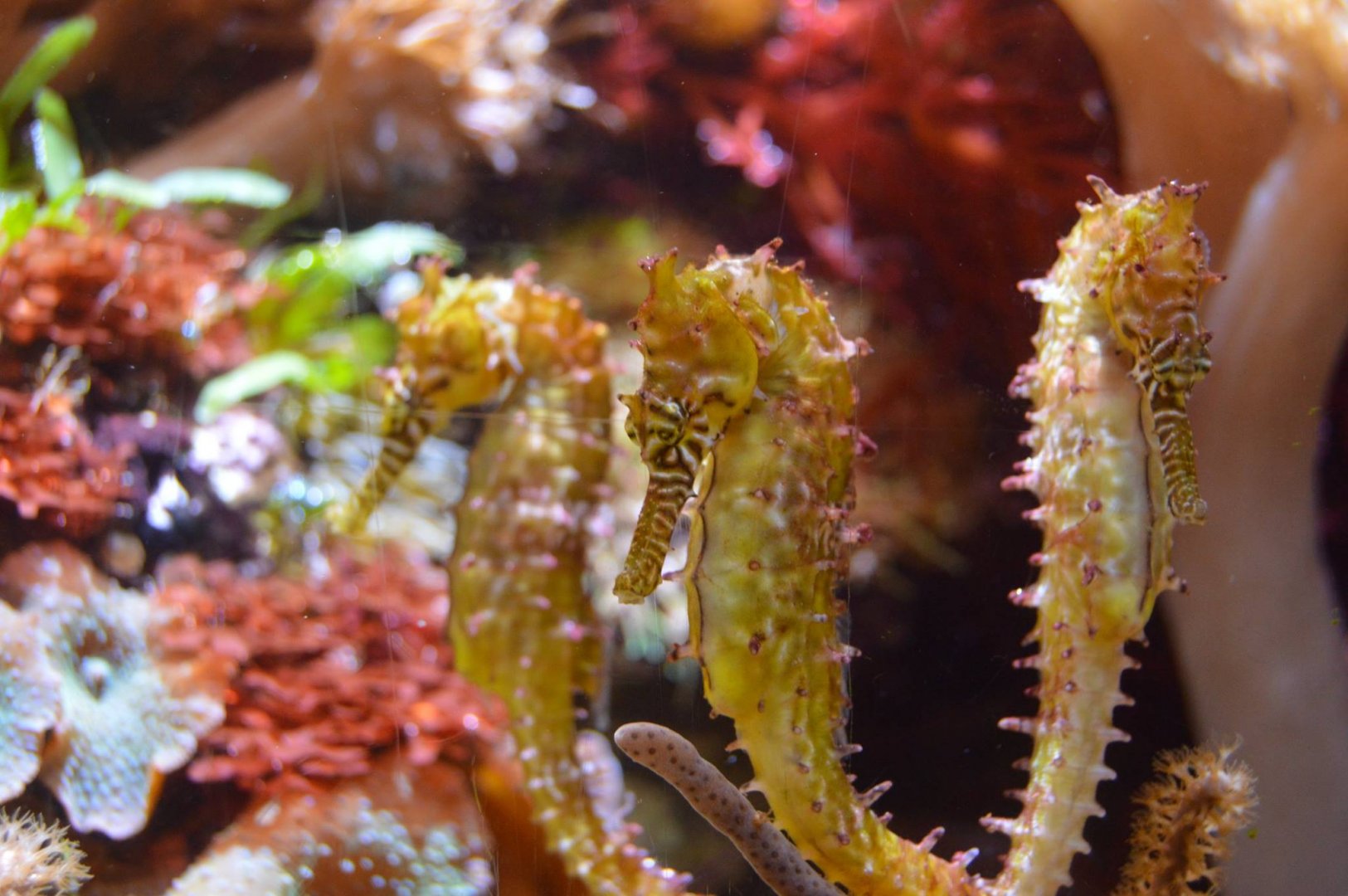 New Seahorse Species (I.D.)