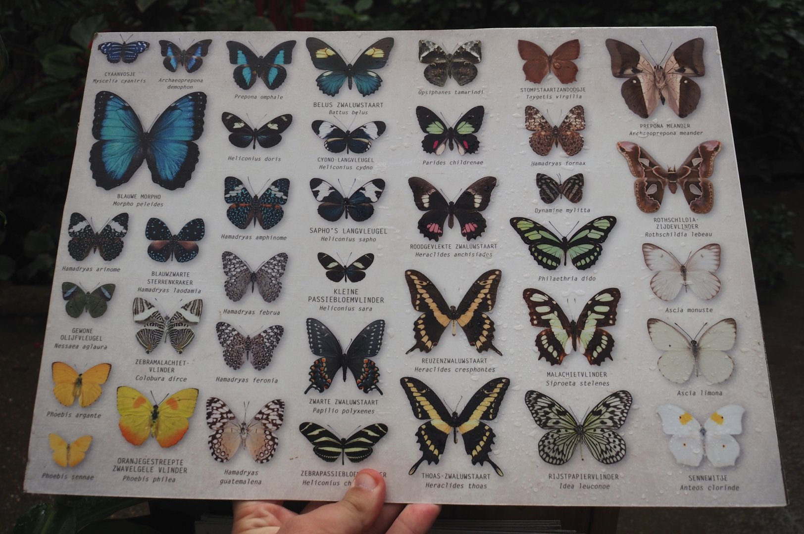 New search card for butterflies in the Orangutan greenhouse, 2025-07-12