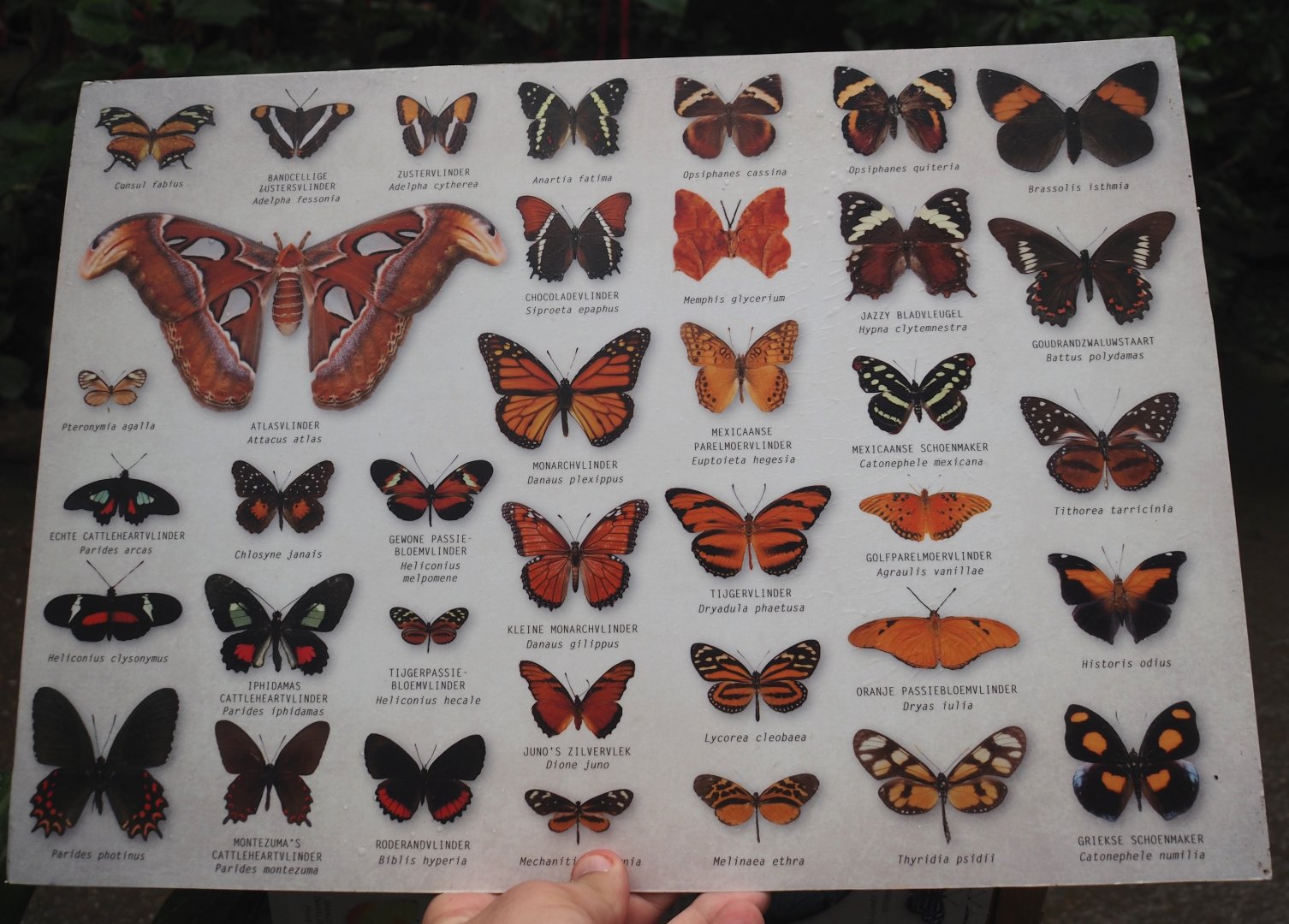 New search card for butterflies in the Orangutan greenhouse, 2025-07-12