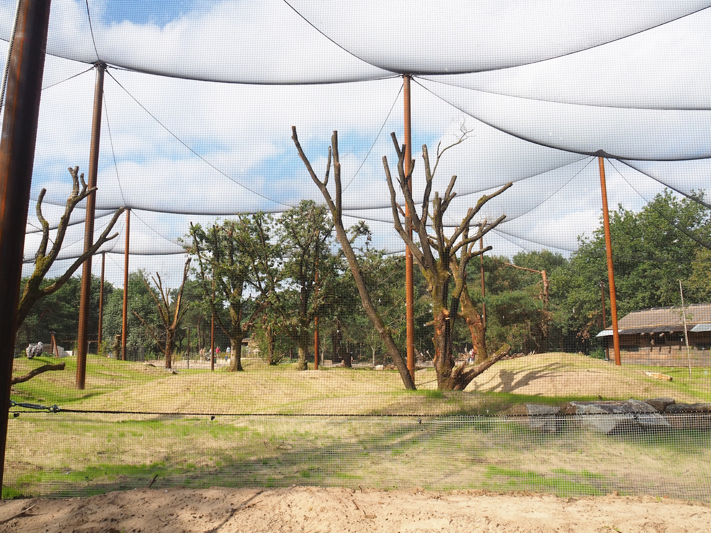 New Secretary bird and Rüppell's griffon vulture aviary, 2023-08-15