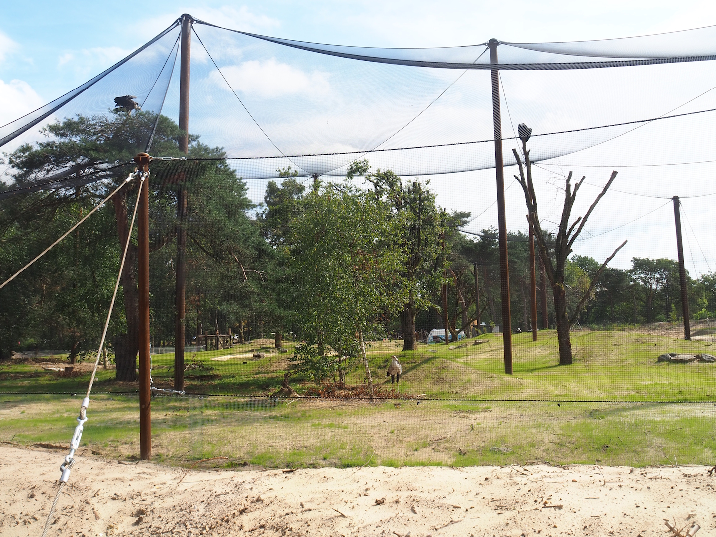 New Secretary bird and Rüppell's griffon vulture aviary, 2023-08-15