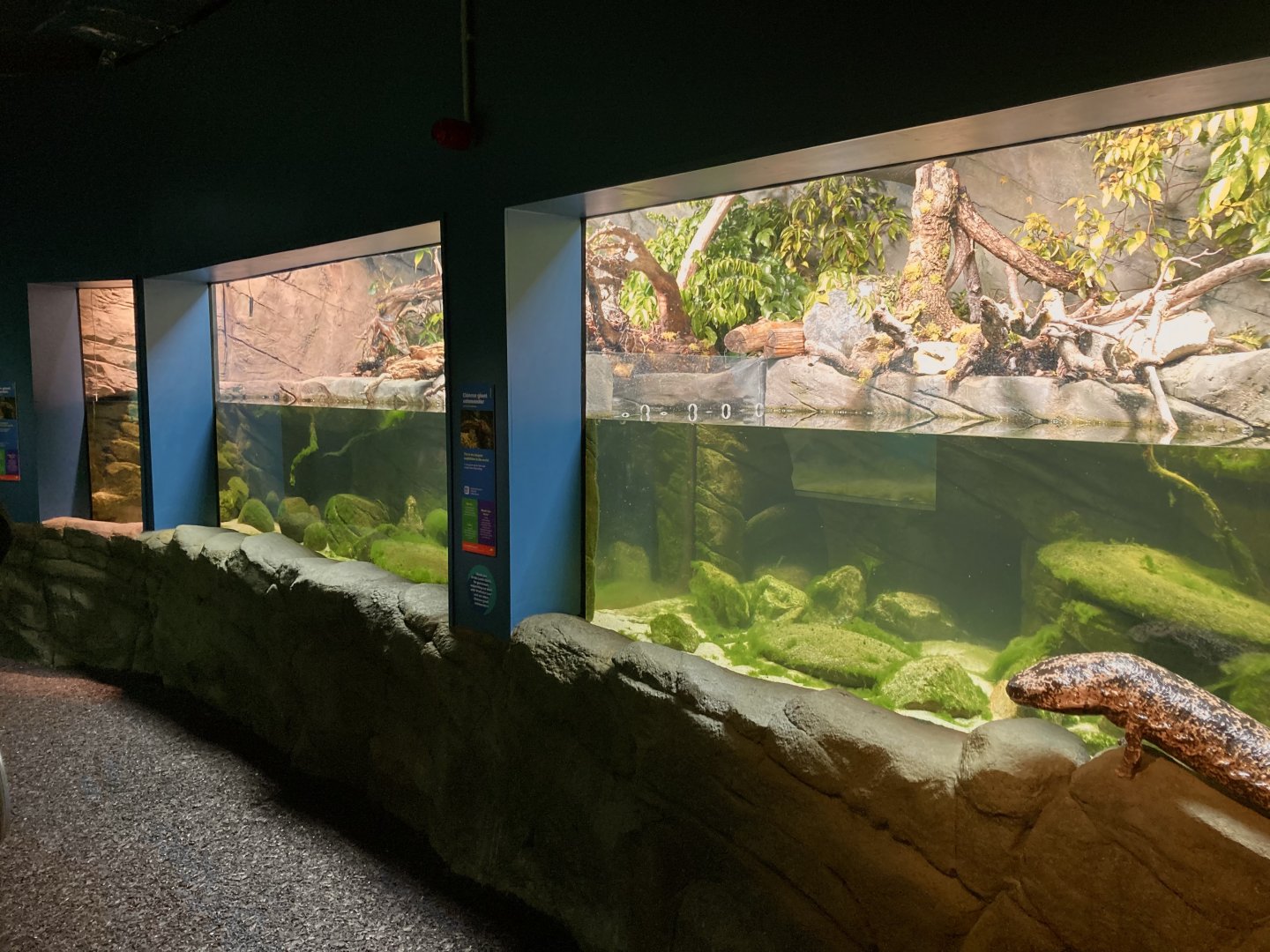 New series of Giant salamander exhibits