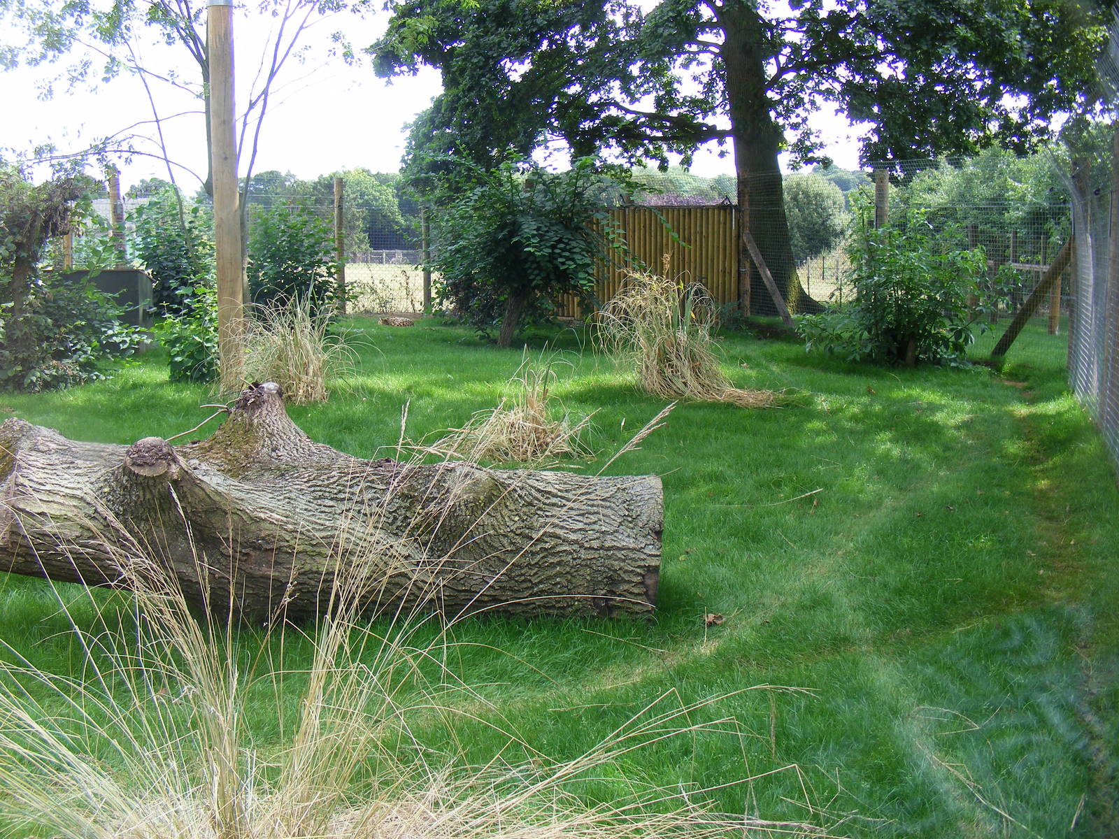 New serval enclosure at Marwell Wildlife, 8 August 2010