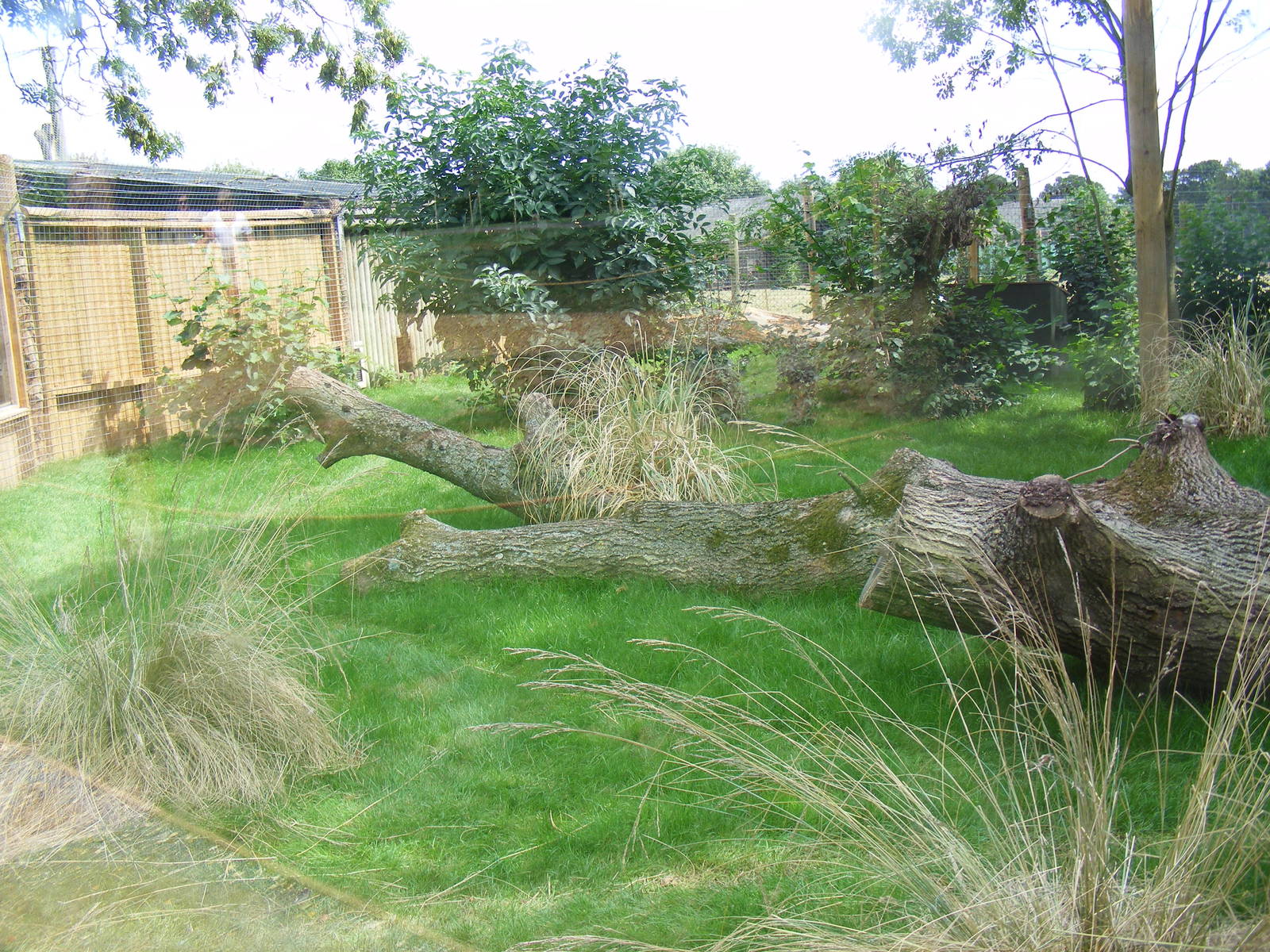 New serval enclosure at Marwell Wildlife, 8 August 2010