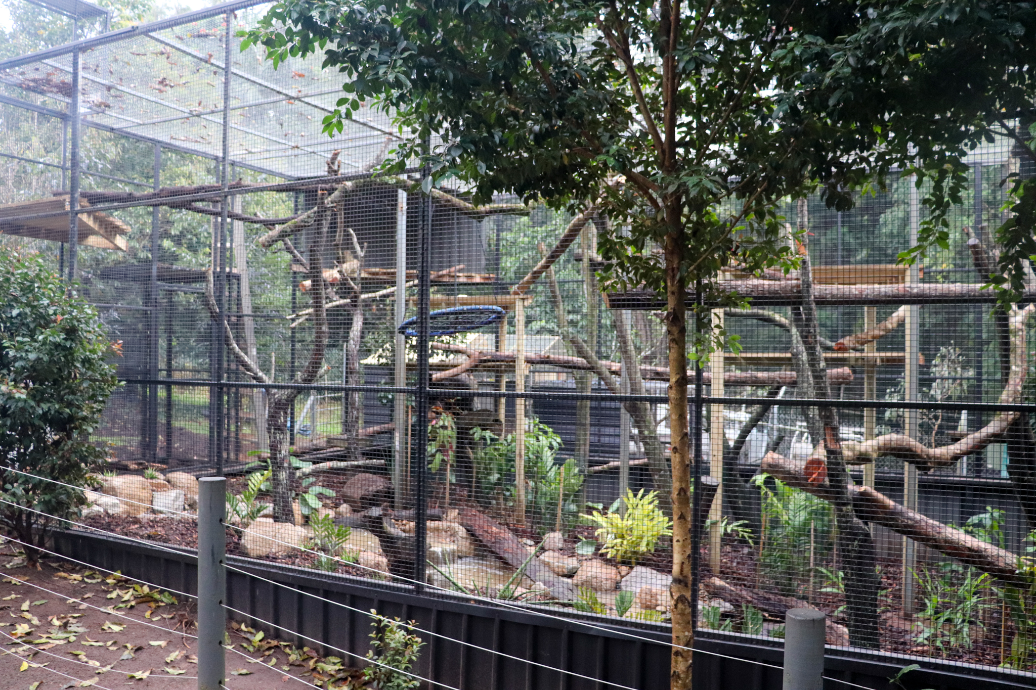 New Serval Enclosure