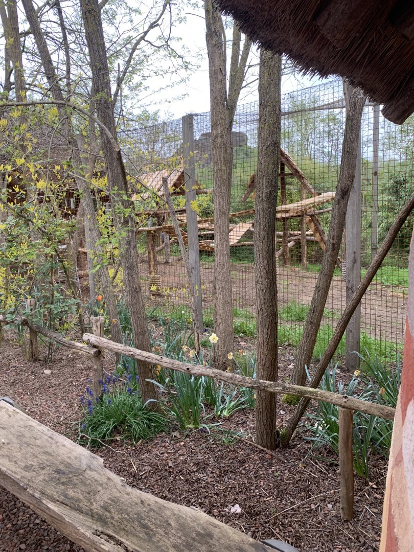 New Serval enclosure