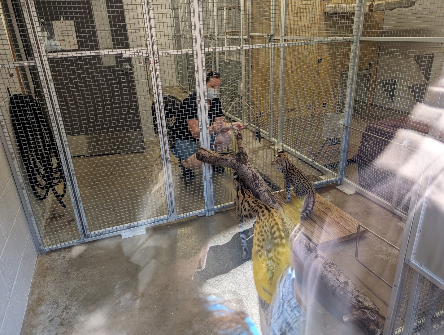 NEW Serval kitten with mom