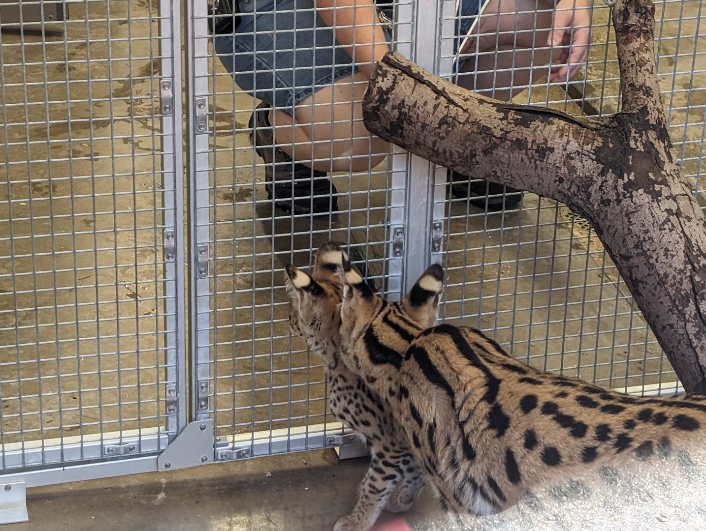 NEW Serval kitten with mom
