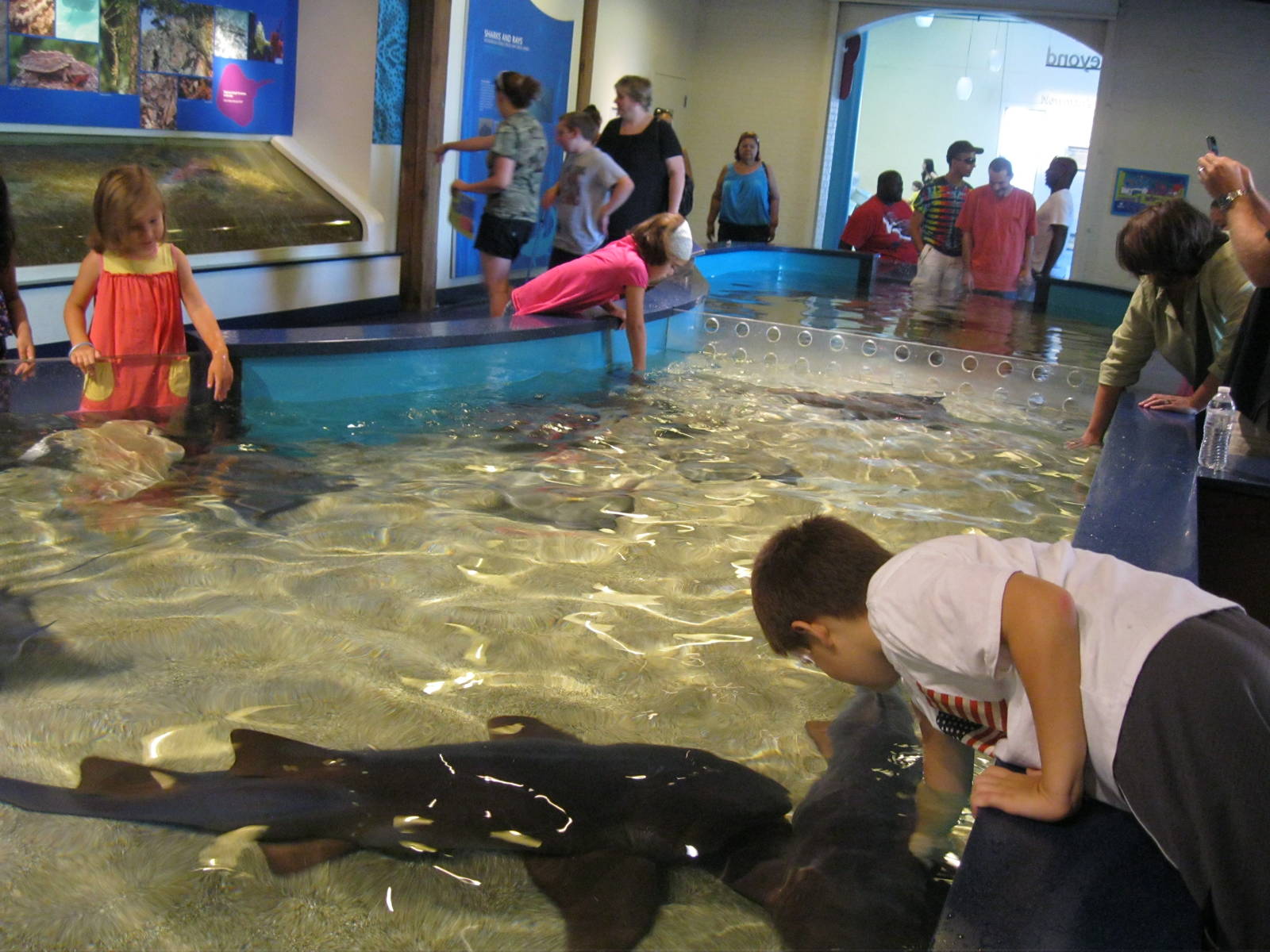 New Shark and Ray Touch Tank