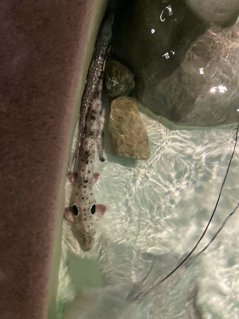 New Sharks in touch pool?