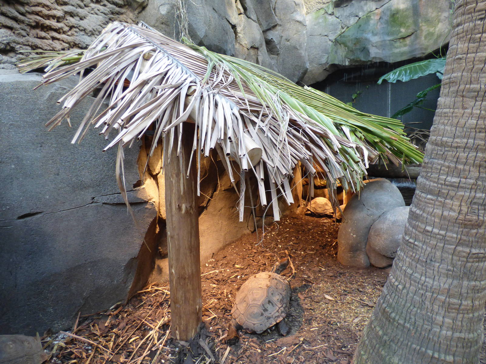New Shelter Asian Giant Tortoise Enclosure in the Monsoon Forest