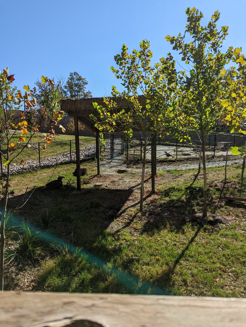 New shelter in Okapi exhibit