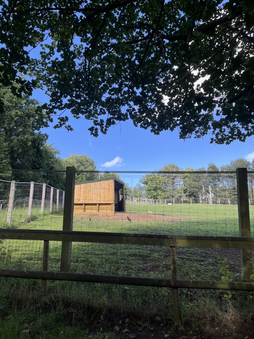 New shelter in Przewalski’s horse enclosure 22.6.25