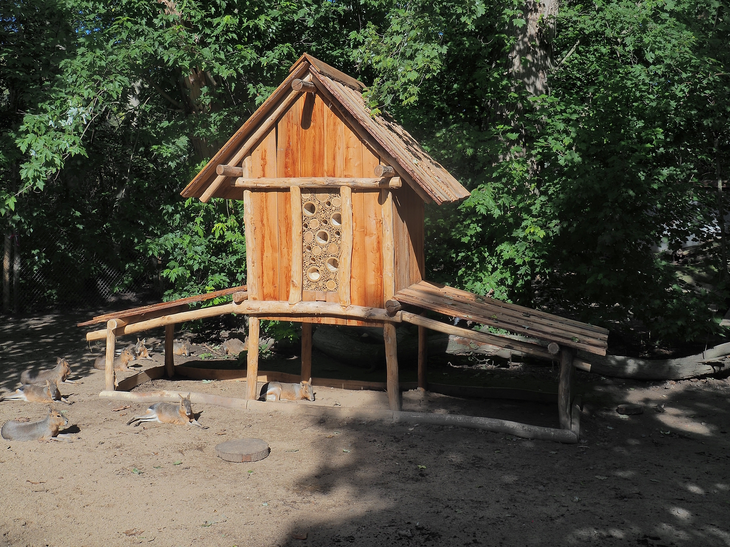 New shelter with insect hotel in the Patagonian mara exhibit, 2022-09-12