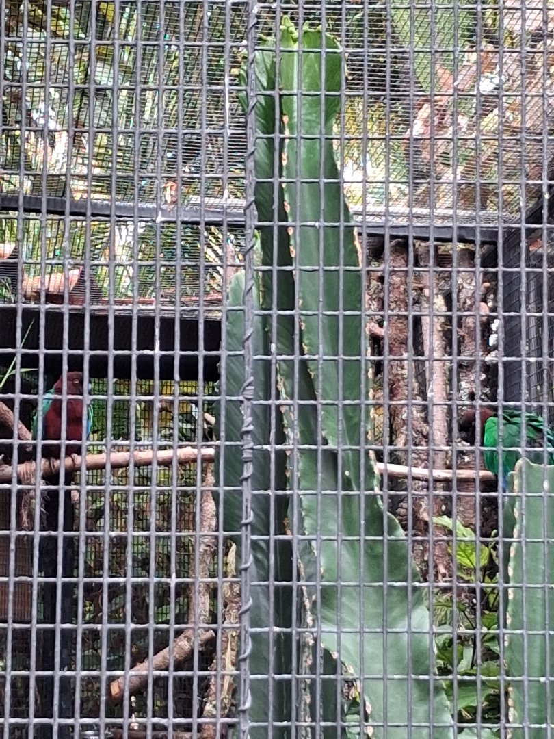 New Shining parrot in loro parque