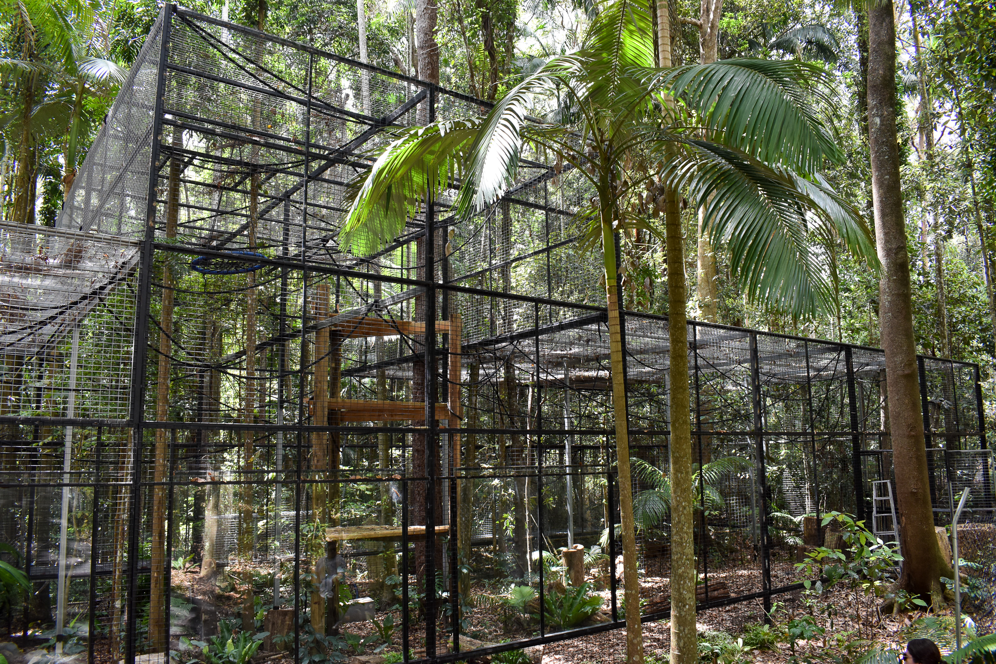 New Siamang Enclosure