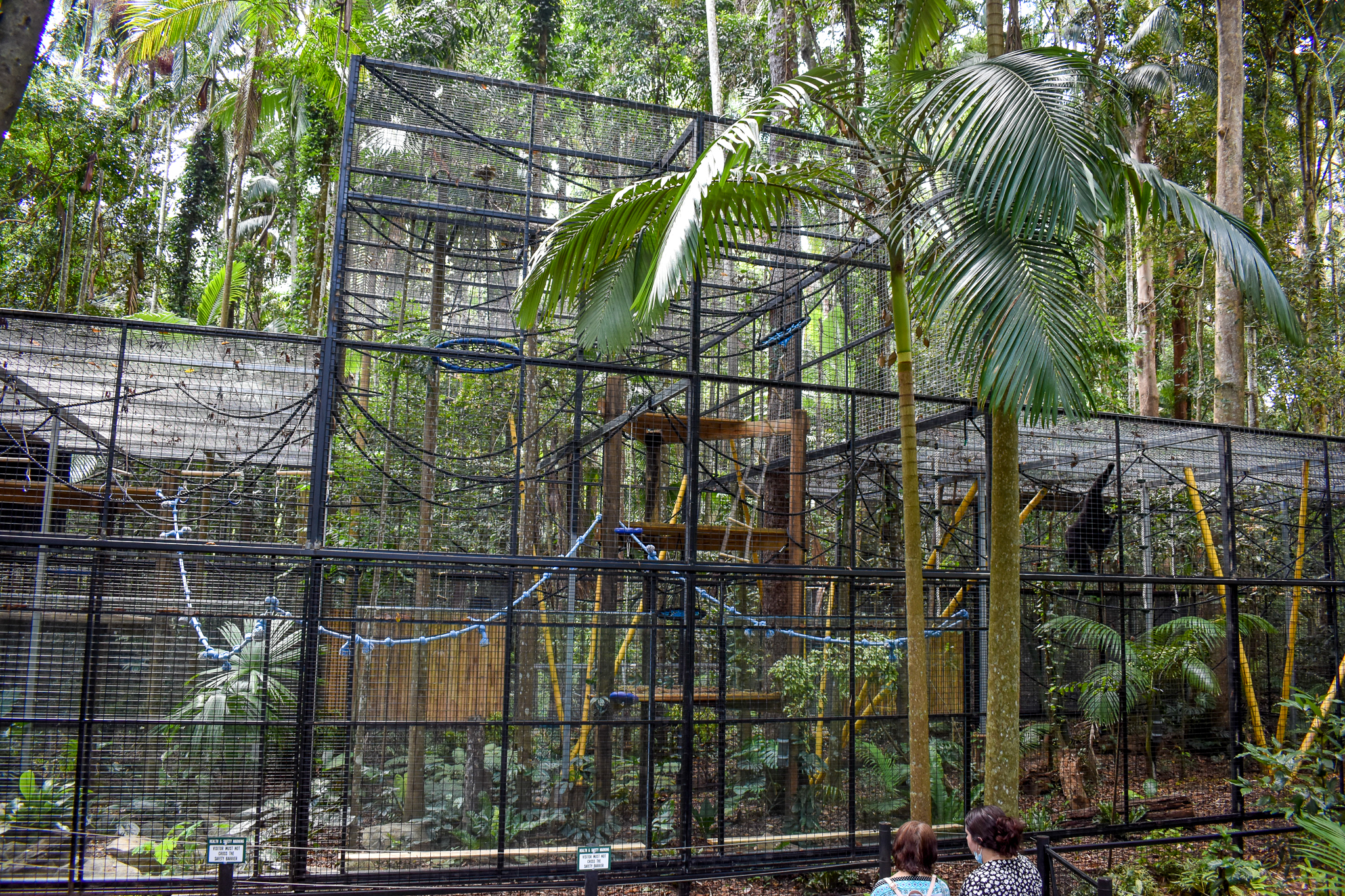 New Siamang Enclosure