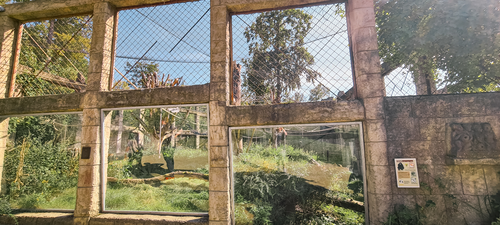 New Siamang enclosure