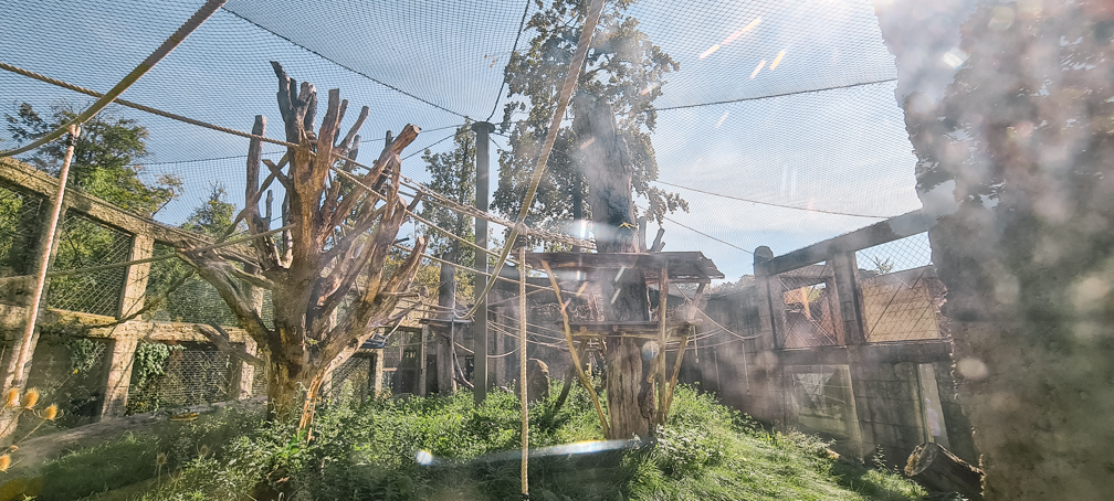 New Siamang enclosure