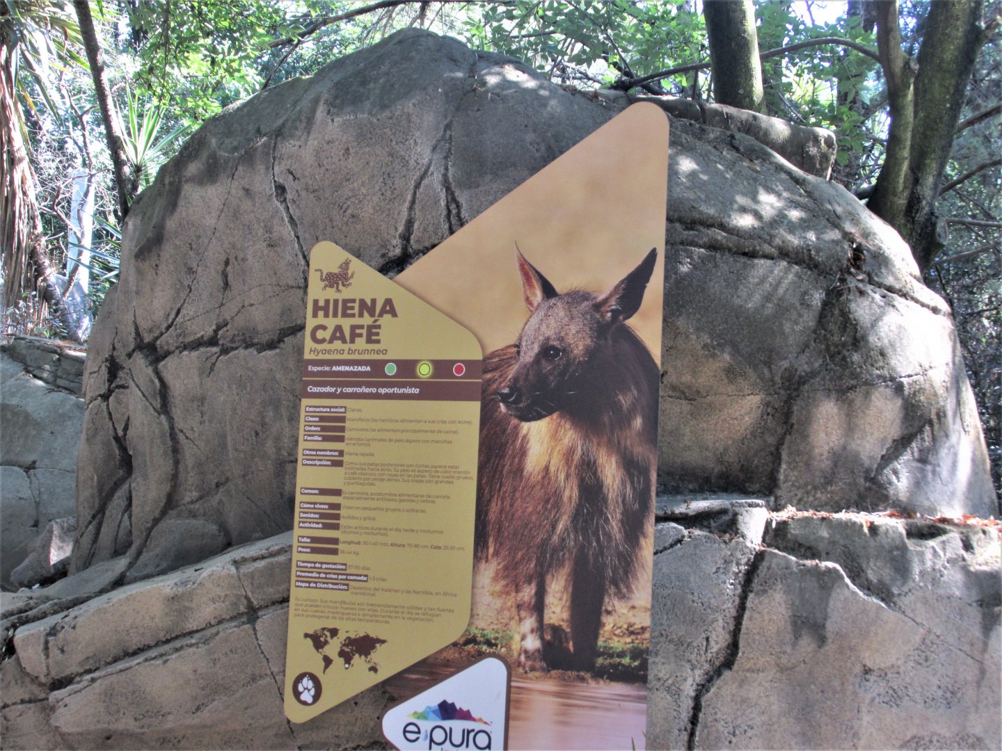 New sign for brown hyena