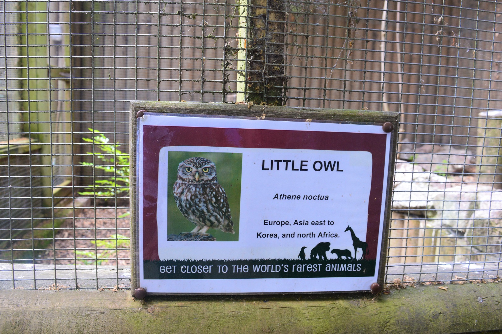New sign for little owl