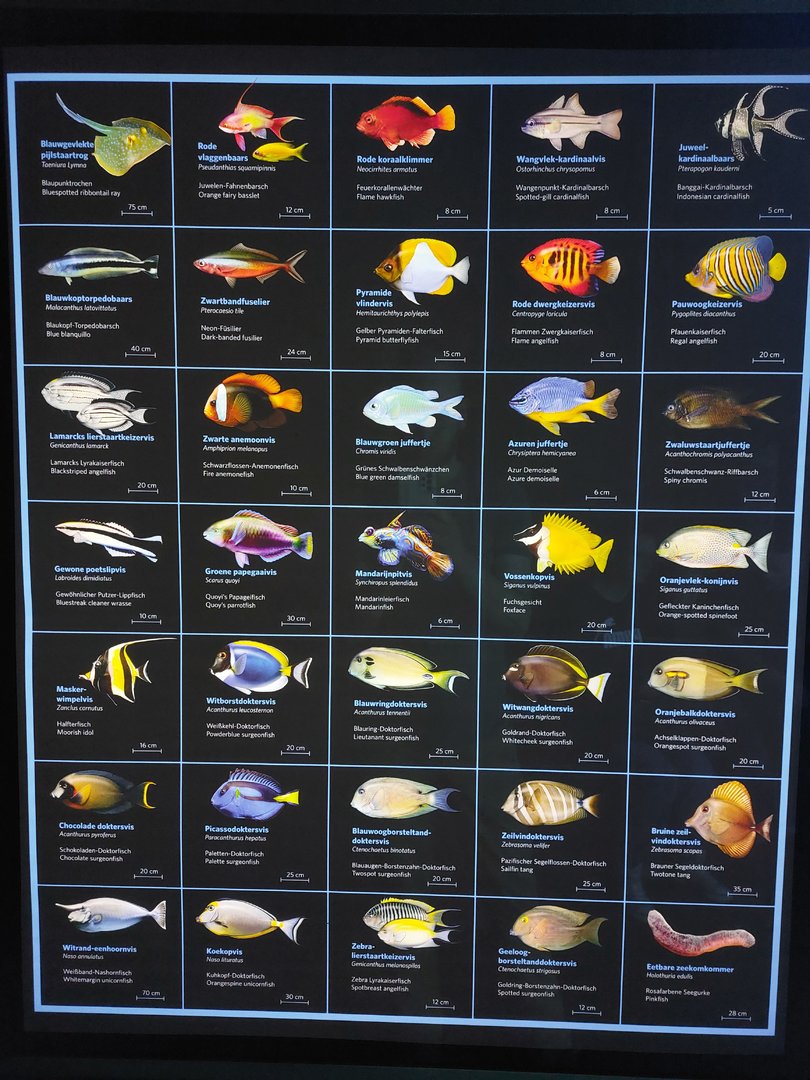 New signage Burgers' Ocean