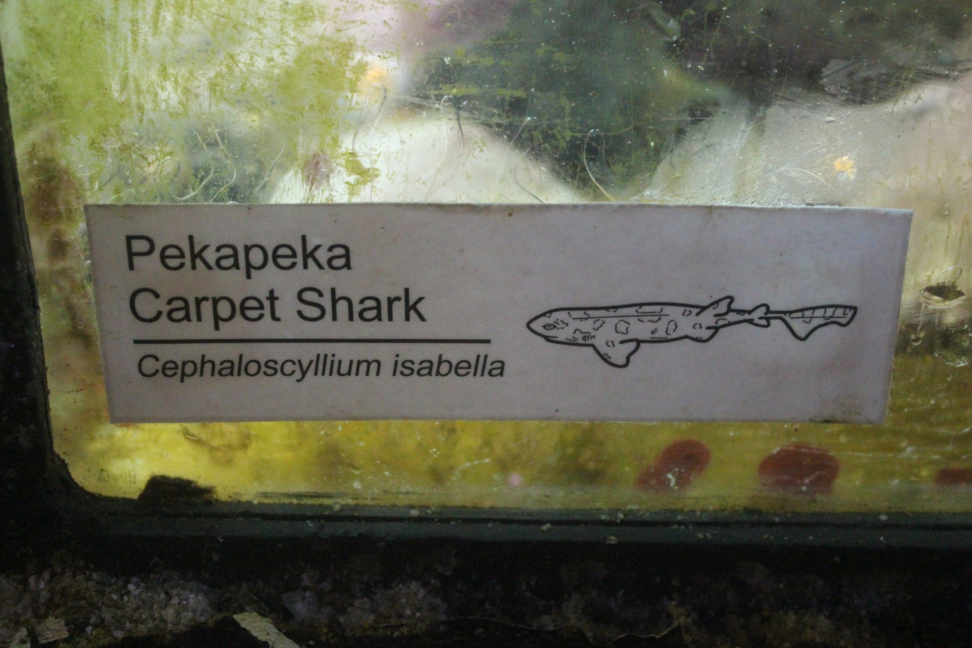 New signage: Catshark (Cephaloscyllium isabellum)