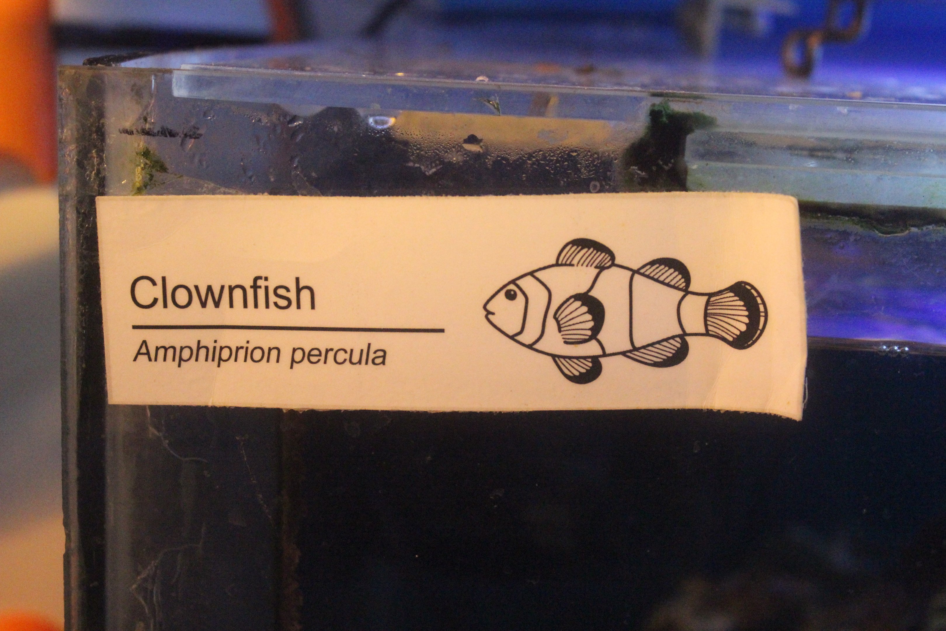 New signage: Clownfish (Amphiprion sp.)